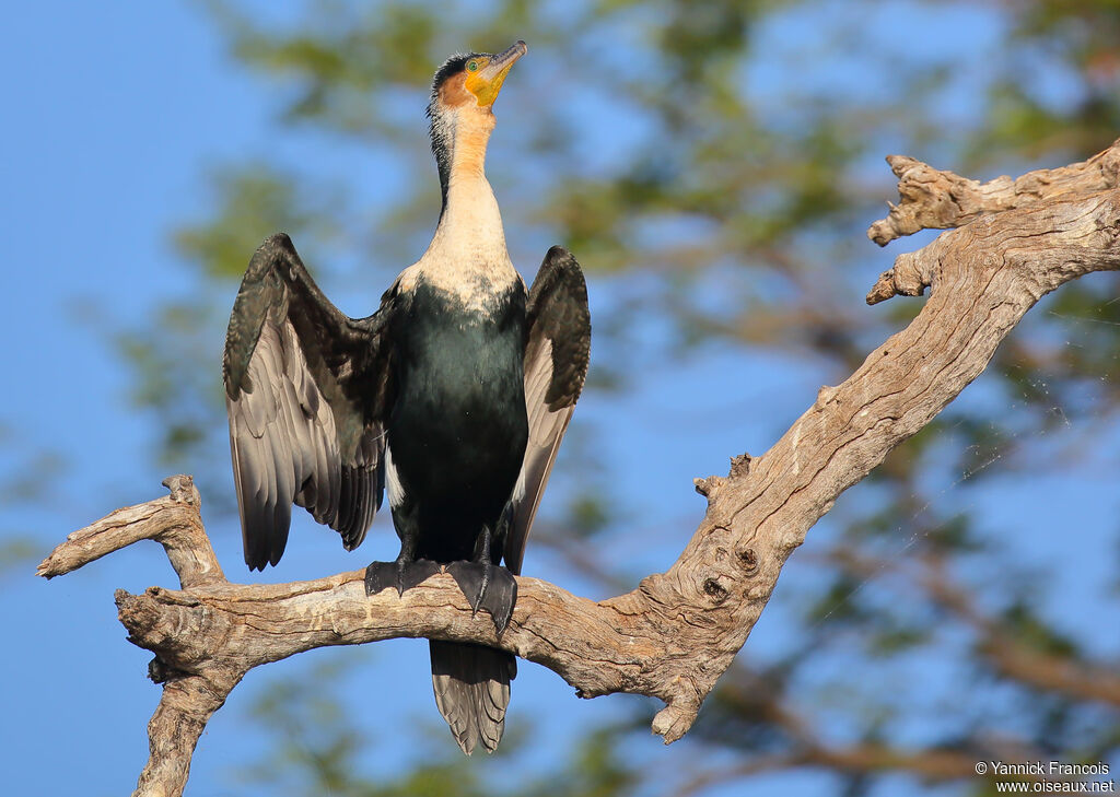 Cormoran à poitrine blancheadulte, identification, composition