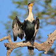 White-breasted Cormorant