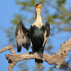 Cormoran à poitrine blanche