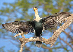 White-breasted Cormorant