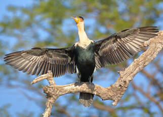 Cormoran à poitrine blanche