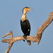 Cormoran à poitrine blanche