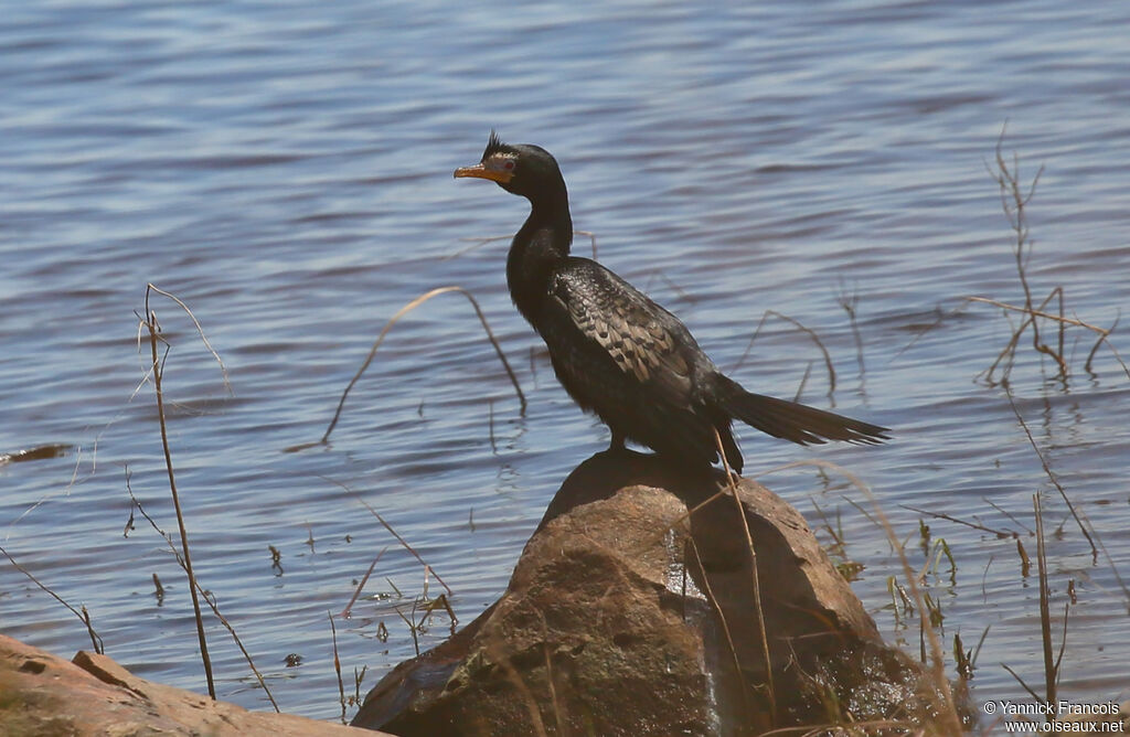 Reed Cormorantadult breeding, habitat, aspect