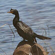 Cormoran africain