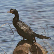 Reed Cormorant