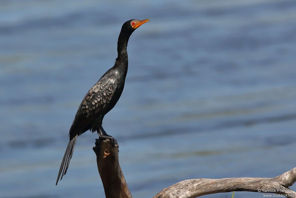 Cormoran africainadulte, identification, composition