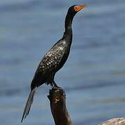 Reed Cormorant