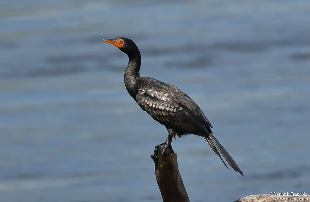 Reed Cormorantadult, identification, aspect