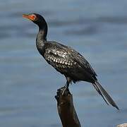 Reed Cormorant