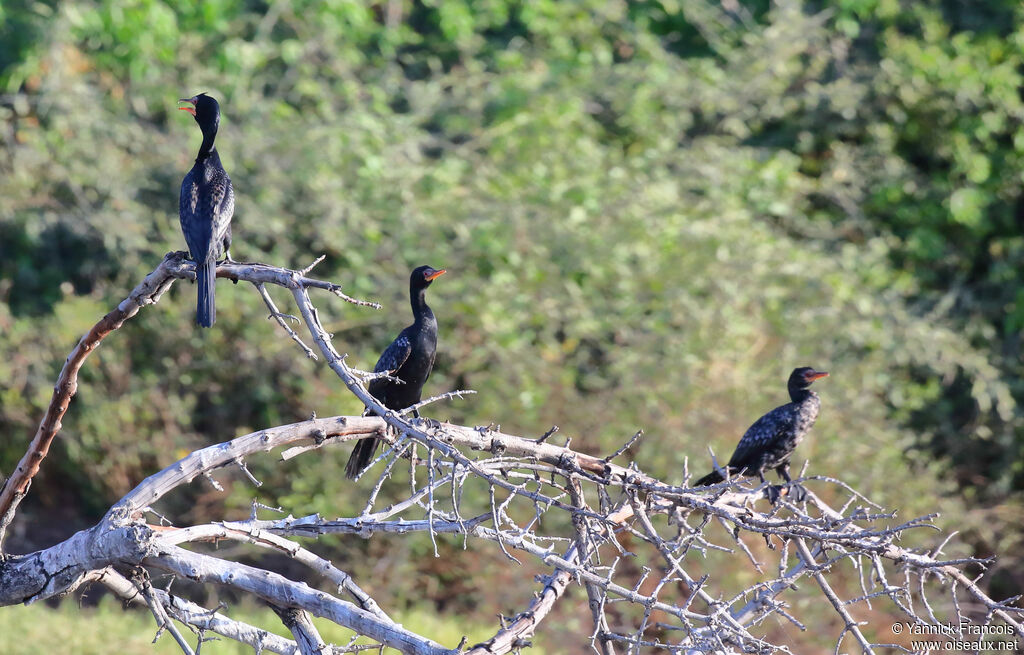 Reed Cormorant, habitat, aspect