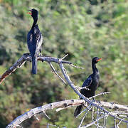 Reed Cormorant