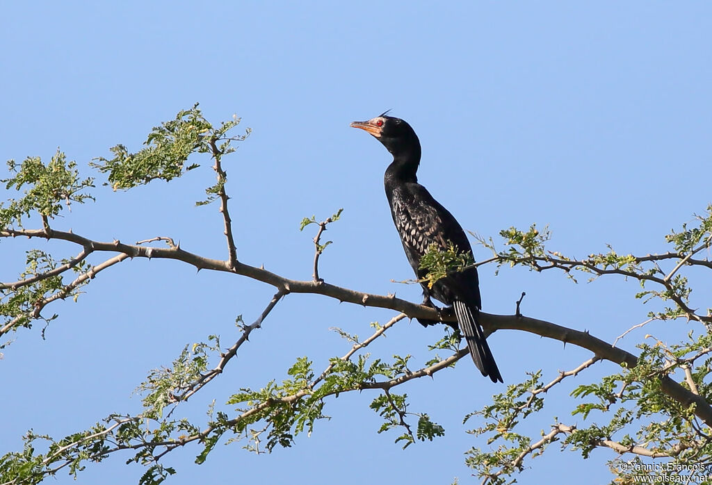 Cormoran africainadulte, identification, composition