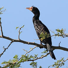 Cormoran africain