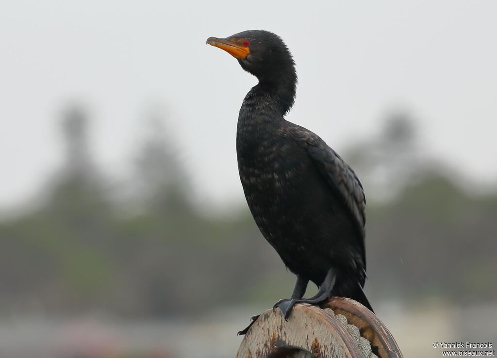 Crowned Cormorantadult, identification, aspect