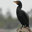 Cormoran couronné