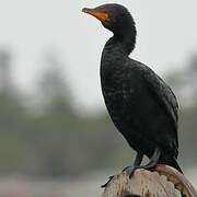 Crowned Cormorant