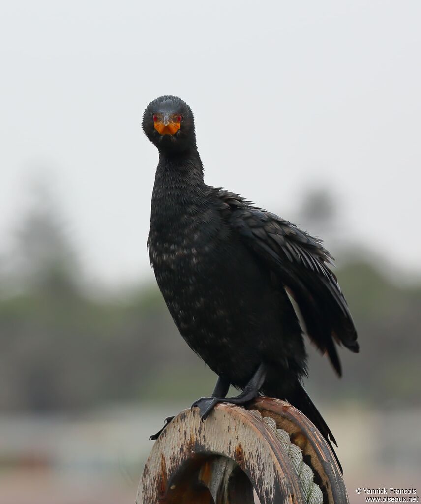 Cormoran couronnéadulte, identification, composition