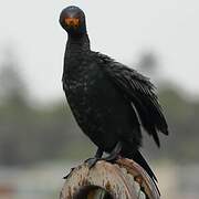 Crowned Cormorant