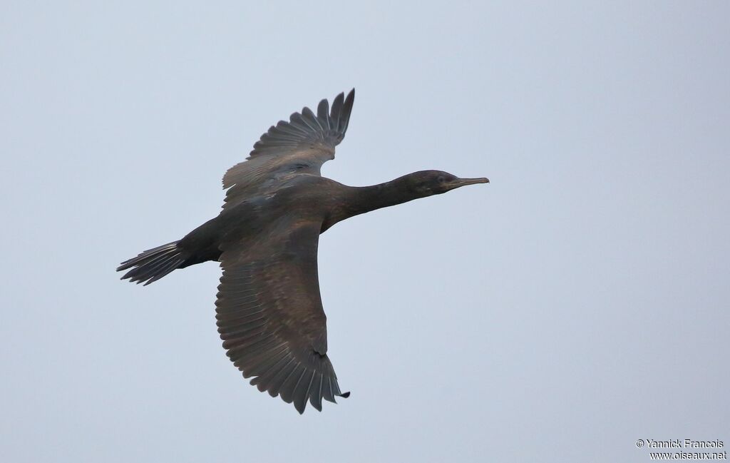 Crowned Cormorantimmature, aspect, Flight