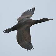 Crowned Cormorant