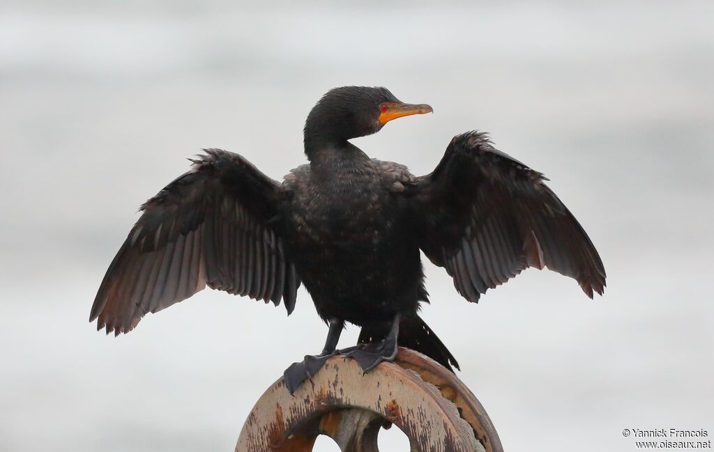 Cormoran couronnéadulte, identification, composition