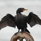 Cormoran couronné