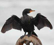 Crowned Cormorant