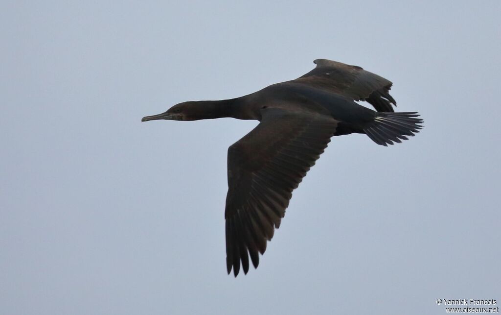 Crowned Cormorantimmature, aspect, Flight