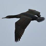 Crowned Cormorant