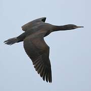 Crowned Cormorant