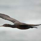 Cormoran couronné