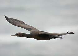 Crowned Cormorant