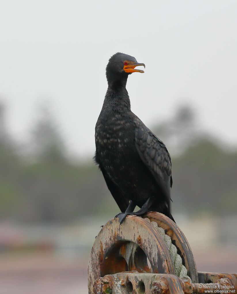 Cormoran couronnéadulte, identification, composition