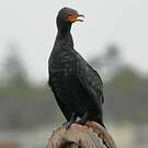 Cormoran couronné