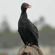 Crowned Cormorant