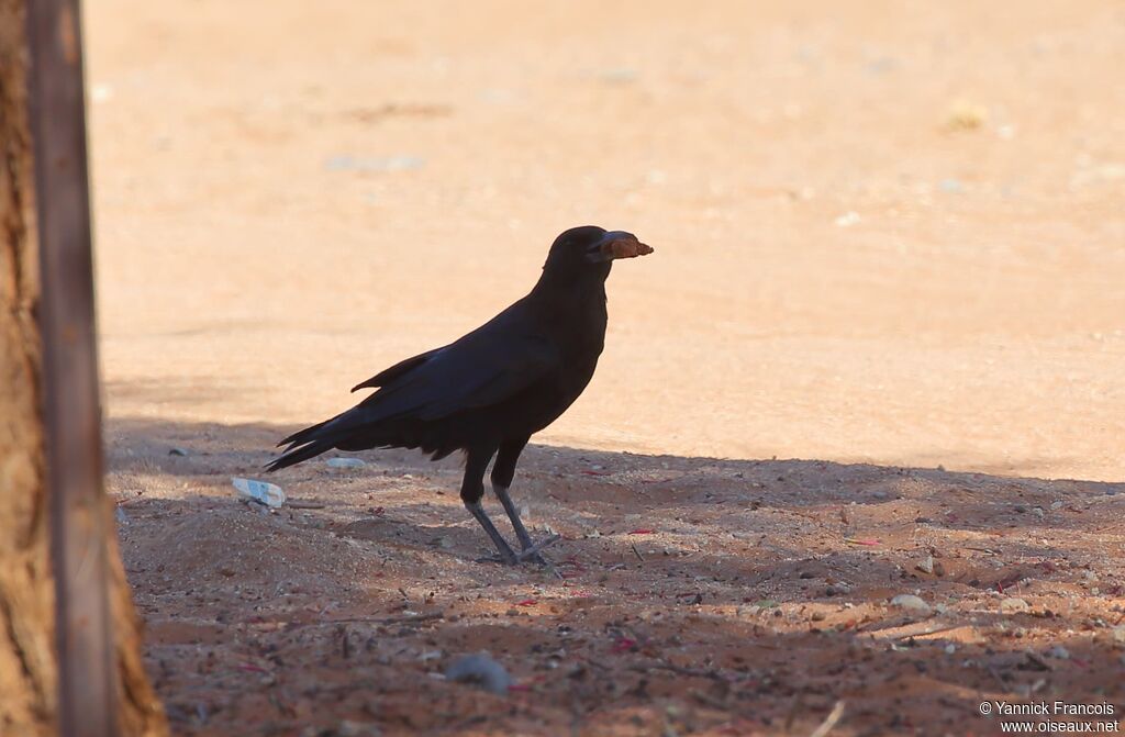 Cape Crowadult, habitat, aspect