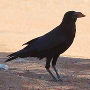 Cape Crow