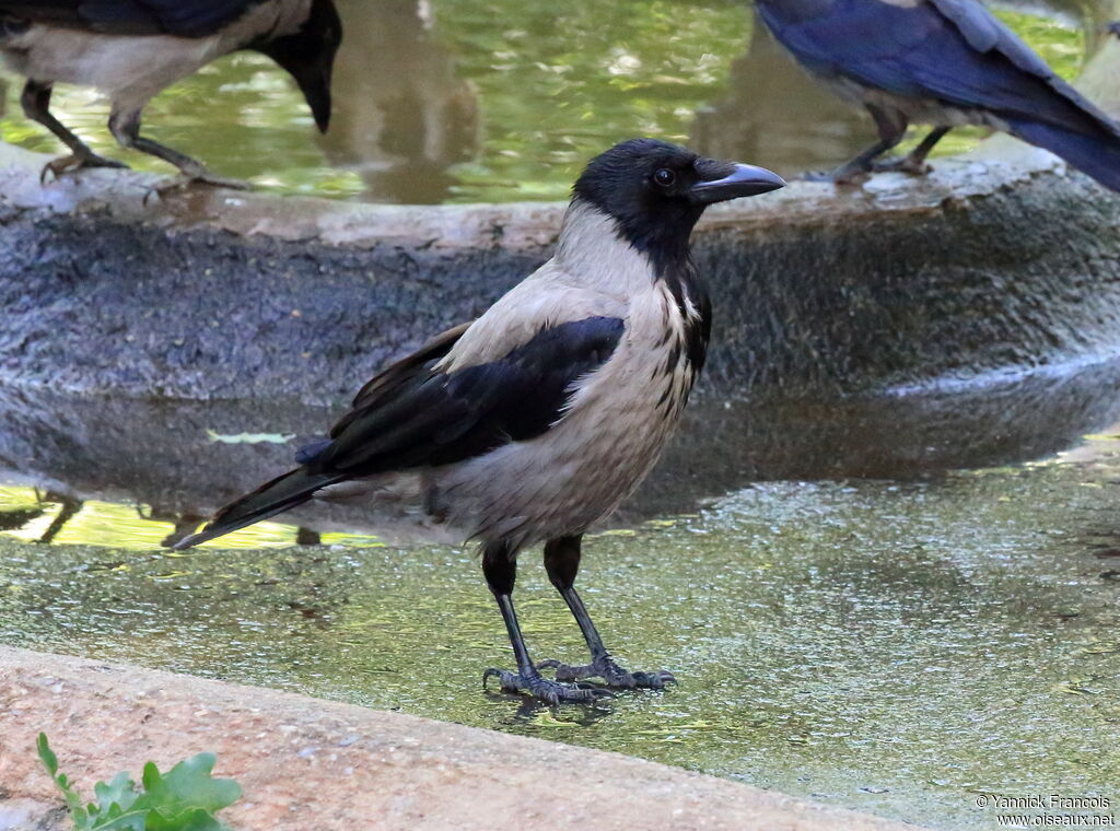 Hooded Crowadult breeding, identification, aspect