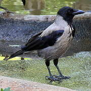 Hooded Crow