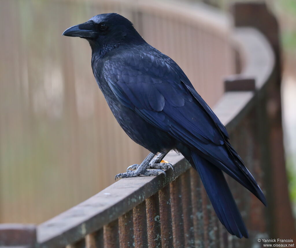 Carrion Crowadult, identification, aspect