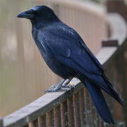 Carrion Crow