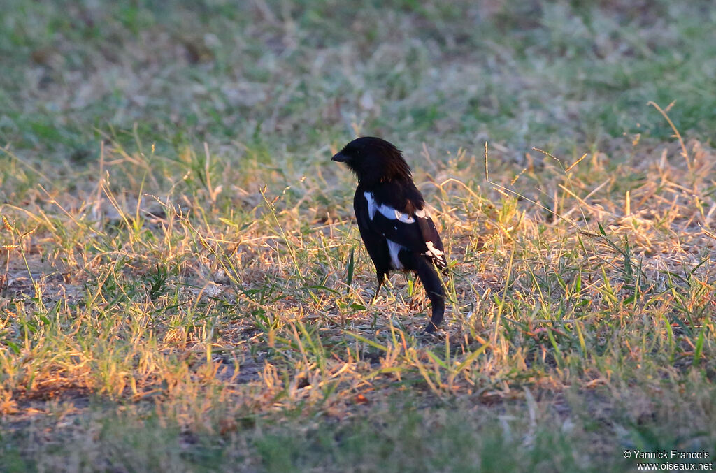 Corvinelle noir et blanc femelle adulte, habitat, composition, marche