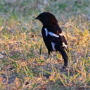 Magpie Shrike