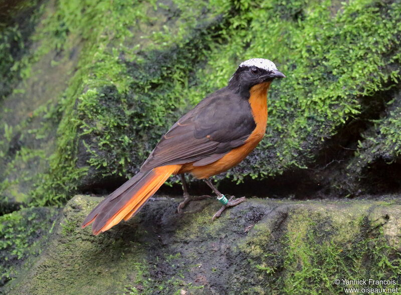 White-crowned Robin-Chatadult, identification, aspect