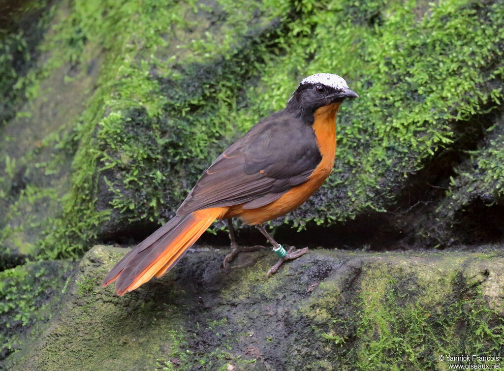 White-crowned Robin-Chatadult, identification, aspect