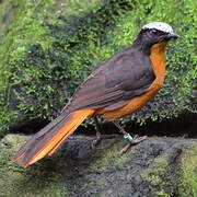 White-crowned Robin-Chat