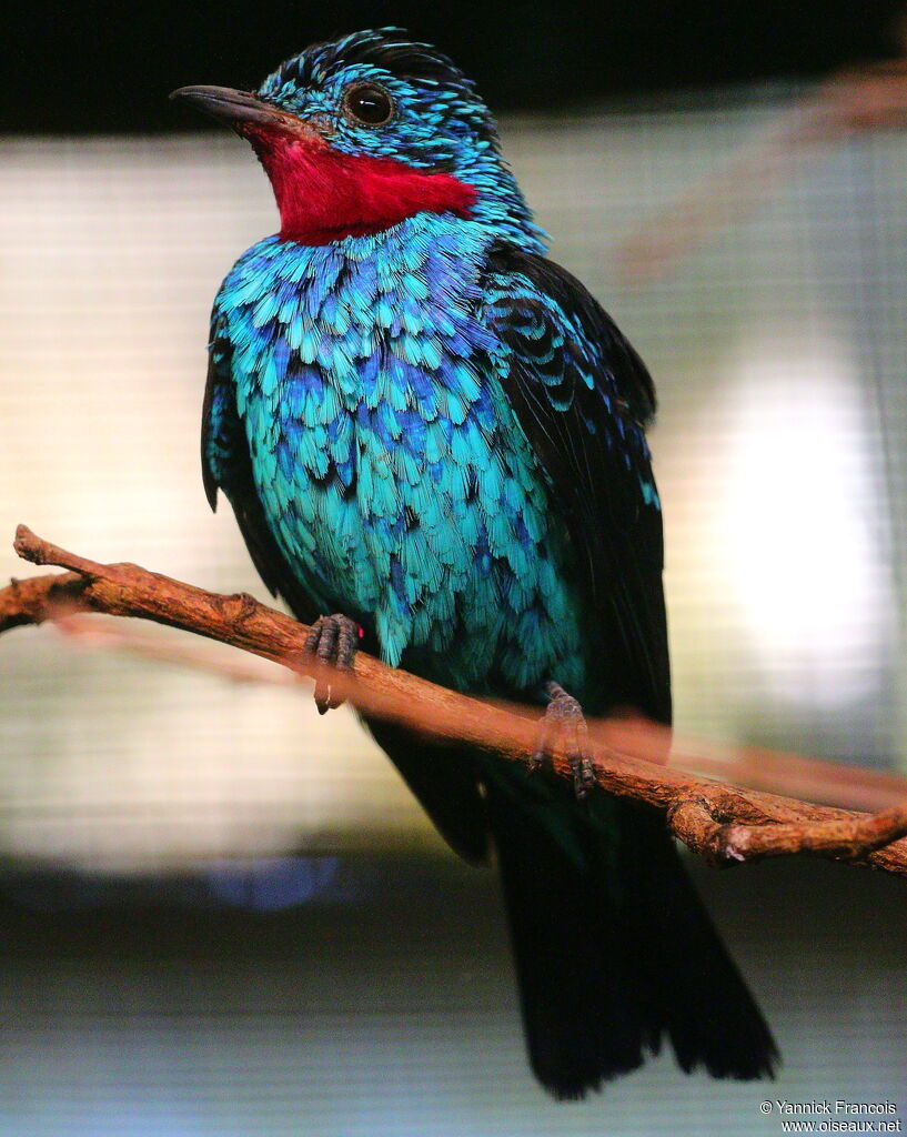 Spangled Cotinga male adult breeding, identification, aspect