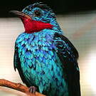 Cotinga de Cayenne