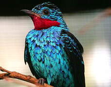 Spangled Cotinga