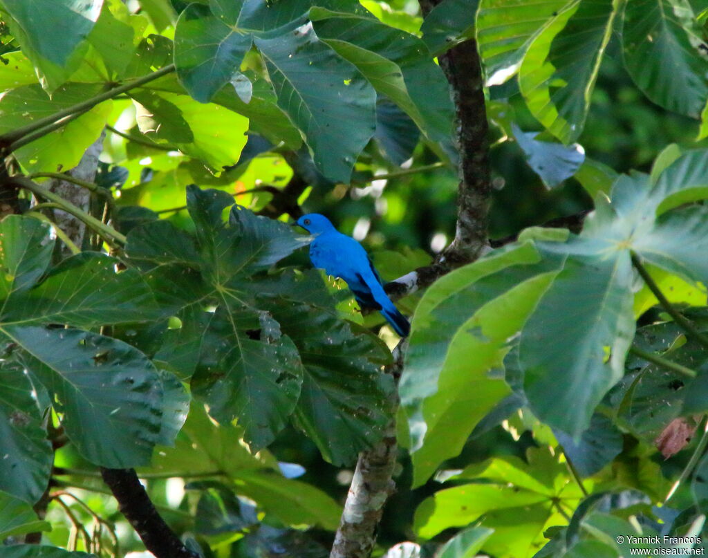 Cotinga des Maynas mâle adulte, habitat